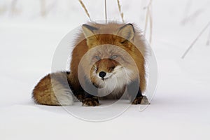 Red fox