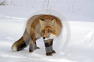 Red fox