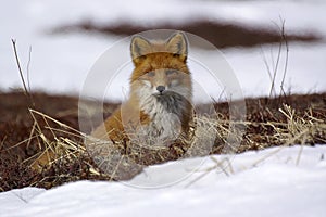Red fox