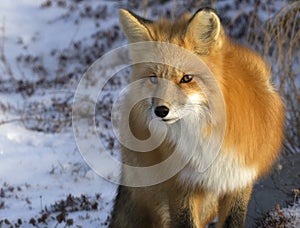 Red Fox