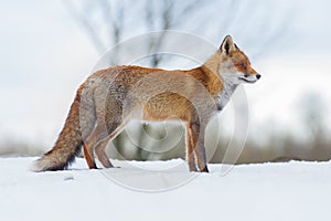 Red fox