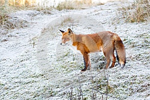 Red fox