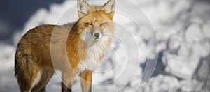 Red Fox