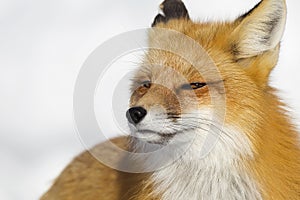 Red Fox