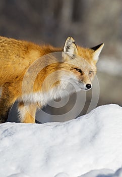 Red Fox