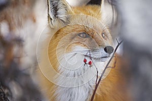 Red Fox