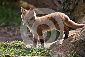 Red Fox