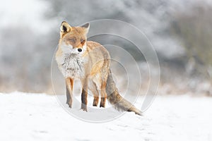 Red fox