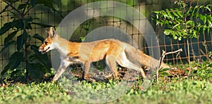 Red fox adult out hunting for its babies