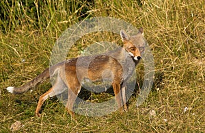 Red Fox on alert