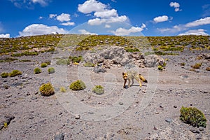 Red fox in Altiplano desert, sud Lipez reserva, Bolivia