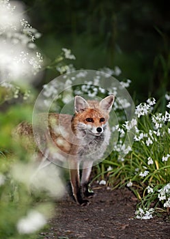 Red fox amongst white variety bluebells in spring