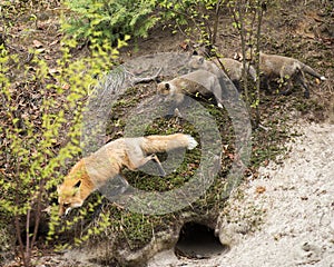 Red Fox animal Stock Photo.  Red Fox mother and kit foxes in the forest by the burrow den. Mother and her cubs venture out of