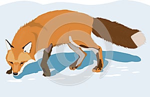 red fox animal vector illustration transparent background