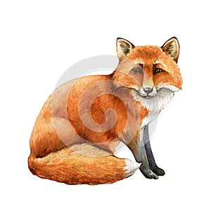 Red fox animal. Watercolor illustration. Wild cute fox sitting. Wildlife furry animal with red fur and black paws