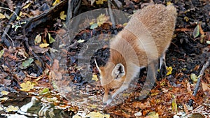 A red fox approaches the brook in the forest