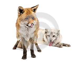 Red Fox and Arctic Fox isolated on white