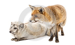 Red Fox and Arctic Fox, isolated on white