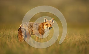 Red fox in autumn against yellow background