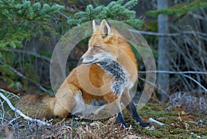 Red fox in autumn in Algonquin Park