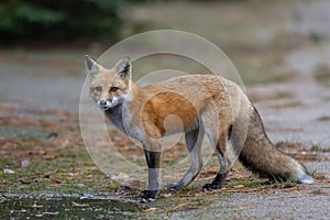 A Red fox in autumn in Algonquin Park, Canada photo