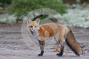 Red fox in autumn in Algonquin Park, Canada photo