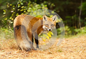 Red fox in autumn forest in Algonquin Park, Canada