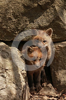 Red Fox Baby Kit at Den Site