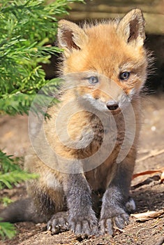 Red fox baby portrait close-up