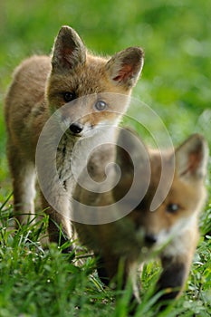 Red Fox Babys