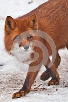Red fox on the background of white snow coquettishly