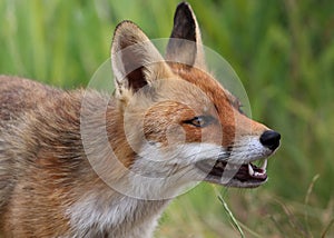 Red Fox Baring Teeth photo