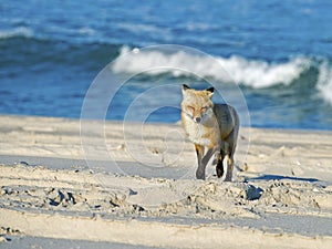 Red Fox on Beach