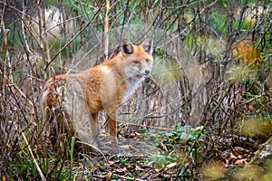 Red Fox, beautiful animal on green vegetation in the forest, in the nature habitat