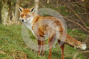 Red Fox