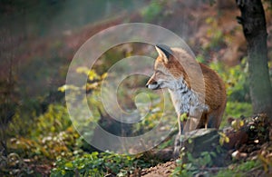 Red fox beeing attentively