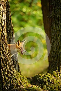 Red fox behind tree trunk peep a lick it self