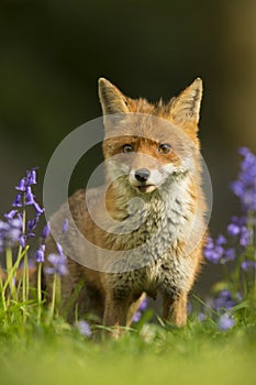 Red fox in bluebells - Vulpes vulpes
