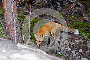 Red Fox, Vulpes vulpes, in Boreal Forest near Yellowknife, Northwest Territories, Canada photo
