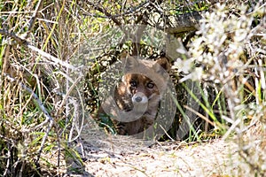 Red fox in the bushes