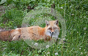 A Red fox with a bushy tail lying in the grass in Algonquin Park, Canada in summer