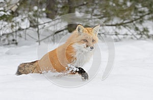Red fox with a bushy tail and orange fur coat hunting in the winter snow in Algonquin Park, Canada