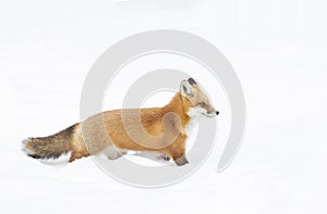 Red fox with a bushy tail and orange fur coat isolated on white background hunting in the freshly fallen snow in A