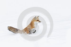 A Red fox with a bushy tail and orange fur coat isolated on white background running through the freshly fallen snow in winter in