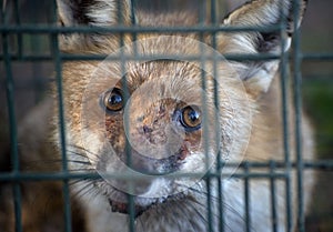 Red fox in cage