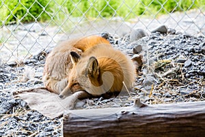 Red Fox in Cage