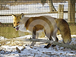 Red Fox - Caged