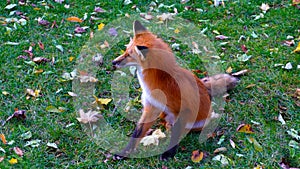 Red Fox chilling at the park