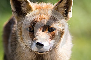 Red fox close up