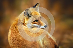 Red Fox close-up portrait